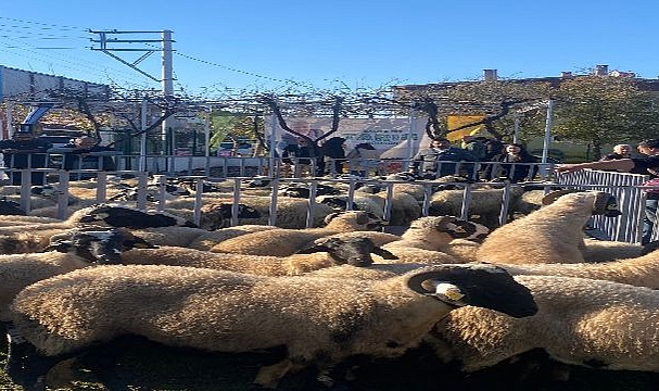 Küçükbaş destekleri 5 yılda 10 bini aştı