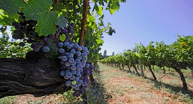 İzmir bağcılık mirasını koruyan Iter Vitis Rotası'na katıldı