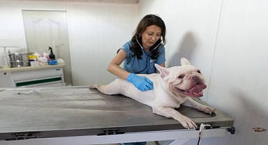 86 bin tedavi, 13 bin kısırlaştırma